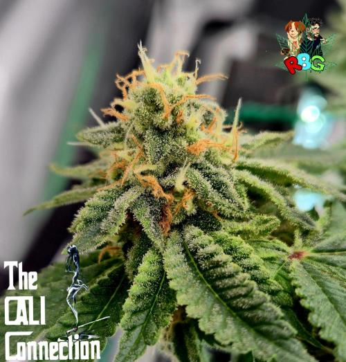 RDWC GRAPE OG 1st photo grow. Week 13 - Week 13
Flower week 7
Flower day 5