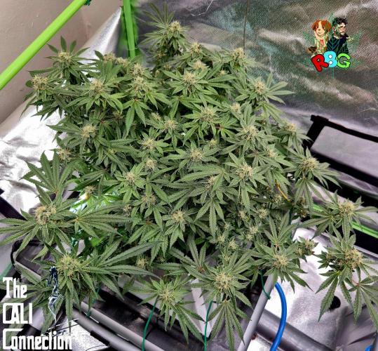 RDWC Cherry Bellini 1st photo grow. Week 13 - Week 13
Flower week 7
Flower day 5