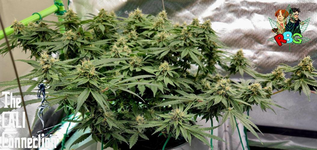 RDWC Cherry Bellini 1st photo grow. Week 13 - Week 13
Flower week 7
Flower day 5