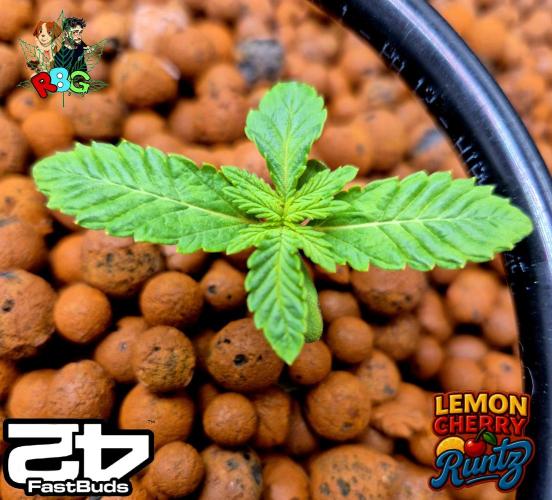 Lemon Cherry Runtz (DWC). Week 2 - Week 2
Veg day 4