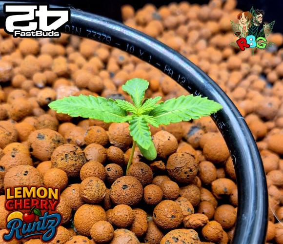 Lemon Cherry Runtz (DWC). Week 2 - Week 2
Veg day 4