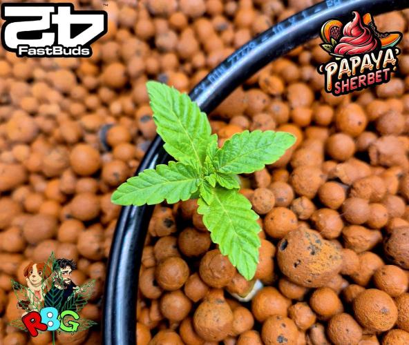 Papaya sherbet ( DWC ). Week 2 - Week 2
Veg day 4