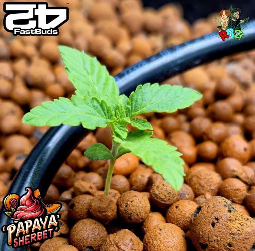 Papaya sherbet ( DWC ). Week 2 - Week 2
Veg day 4