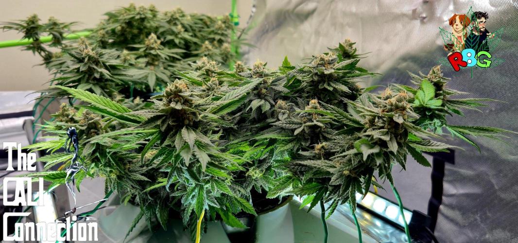 RDWC LA Punch 1st photo grow. Week 13 - Week 13
Flower week 7
Flower day 6