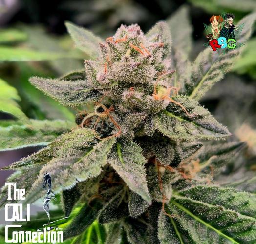 RDWC LA Punch 1st photo grow. Week 13 - Week 13
Flower week 7
Flower day 6