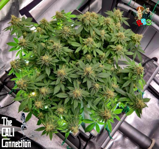 RDWC GRAPE OG 1st photo grow. Week 13 - Week 13
Flower week 7
Flower day 6