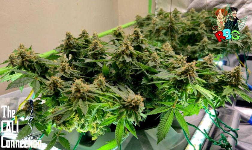 RDWC GRAPE OG 1st photo grow. Week 13 - Week 13
Flower week 7
Flower day 6