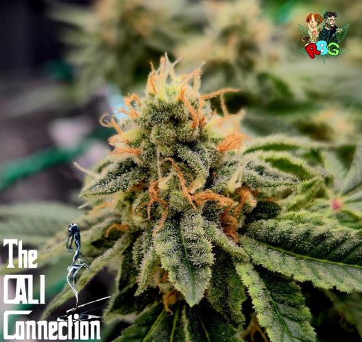 RDWC GRAPE OG 1st photo grow. Week 13 - Week 13
Flower week 7
Flower day 6