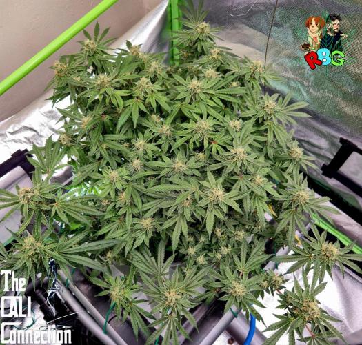 RDWC Cherry Bellini 1st photo grow. Week 13 - Week 13
Flower week 7
Flower day 6