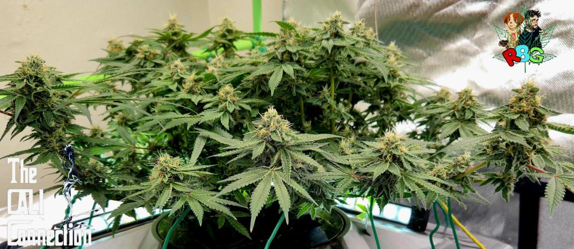 RDWC Cherry Bellini 1st photo grow. Week 13 - Week 13
Flower week 7
Flower day 6