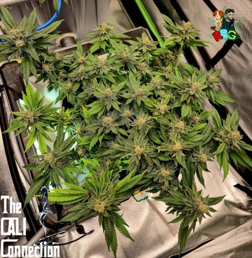 RDWC LA Punch 1st photo grow. Week 13 - Week 13
Flower week 7
Flower day 7