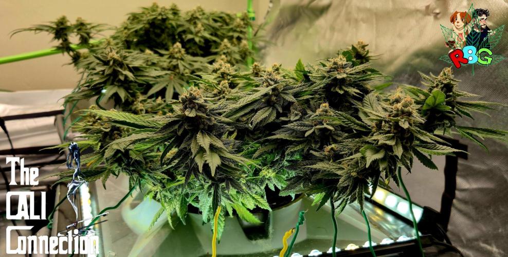 RDWC LA Punch 1st photo grow. Week 13 - Week 13
Flower week 7
Flower day 7