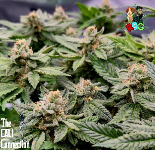 RDWC LA Punch 1st photo grow. Week 13 - Week 13
Flower week 7
Flower day 7