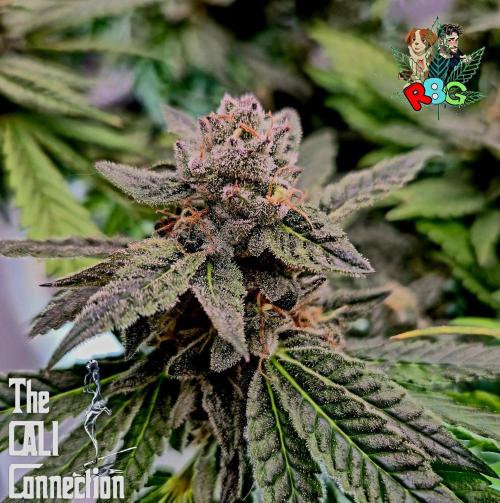 RDWC LA Punch 1st photo grow. Week 13 - Week 13
Flower week 7
Flower day 7