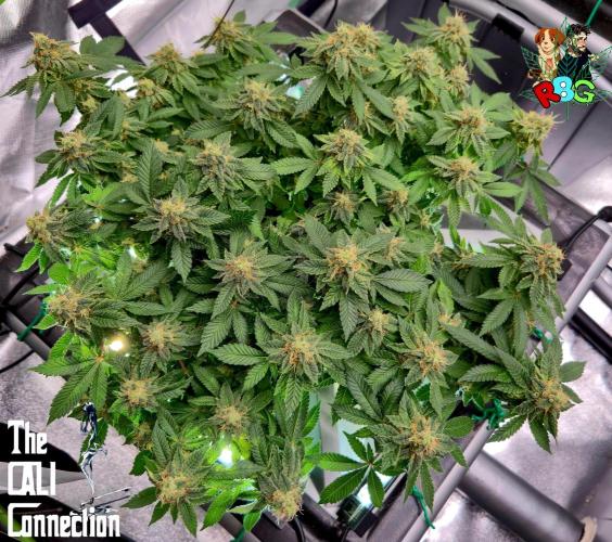 RDWC GRAPE OG 1st photo grow. Week 13 - Week 13
Flower week 7
Flower day 7