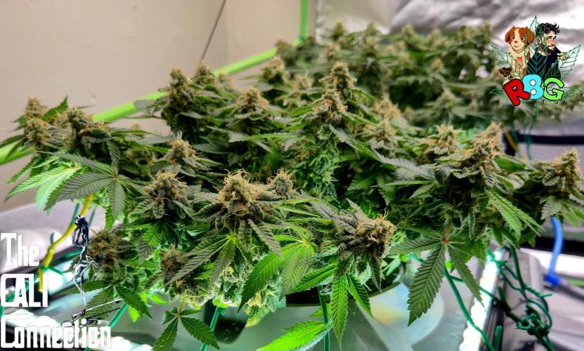 RDWC GRAPE OG 1st photo grow. Week 13 - Week 13
Flower week 7
Flower day 7