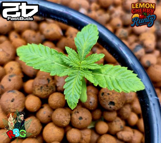 Lemon Cherry Runtz (DWC). Week 2 - Week 2
Veg day 5