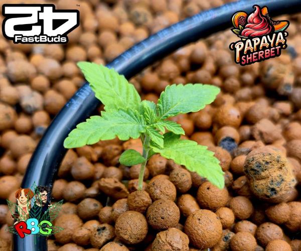 Papaya sherbet ( DWC ). Week 2 - Week 2
Veg day 5