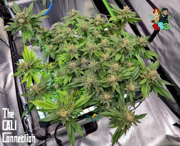 RDWC LA Punch 1st photo grow. Week 14 - Week 14
Flower week 8
Flower day 1