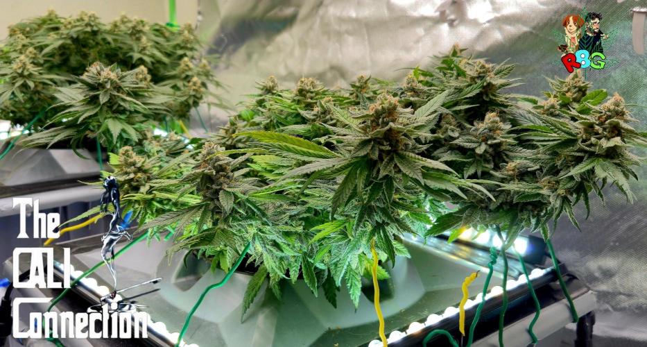 RDWC LA Punch 1st photo grow. Week 14 - Week 14
Flower week 8
Flower day 1