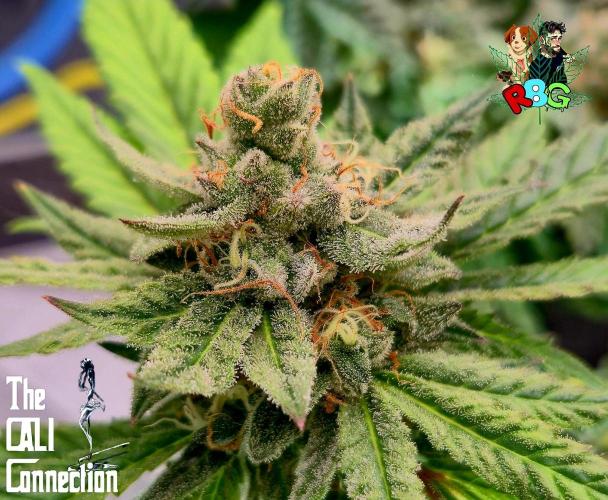 RDWC LA Punch 1st photo grow. Week 14 - Week 14
Flower week 8
Flower day 1