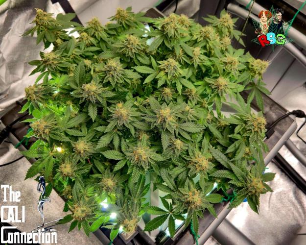 RDWC GRAPE OG 1st photo grow. Week 14 - Week 14
Flower week 8
Flower day 1