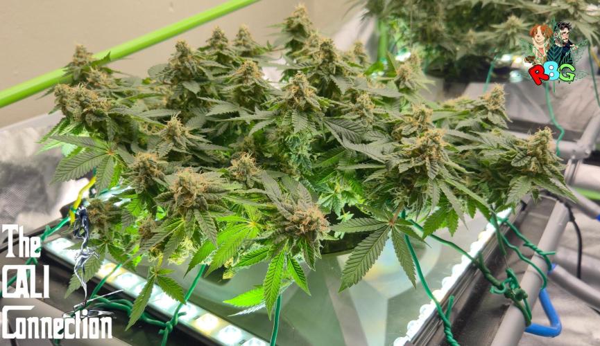 RDWC GRAPE OG 1st photo grow. Week 14 - Week 14
Flower week 8
Flower day 1