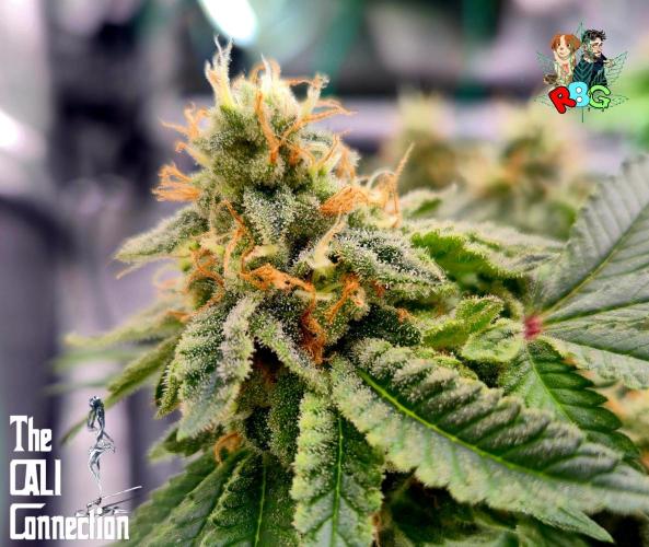 RDWC GRAPE OG 1st photo grow. Week 14 - Week 14
Flower week 8
Flower day 1