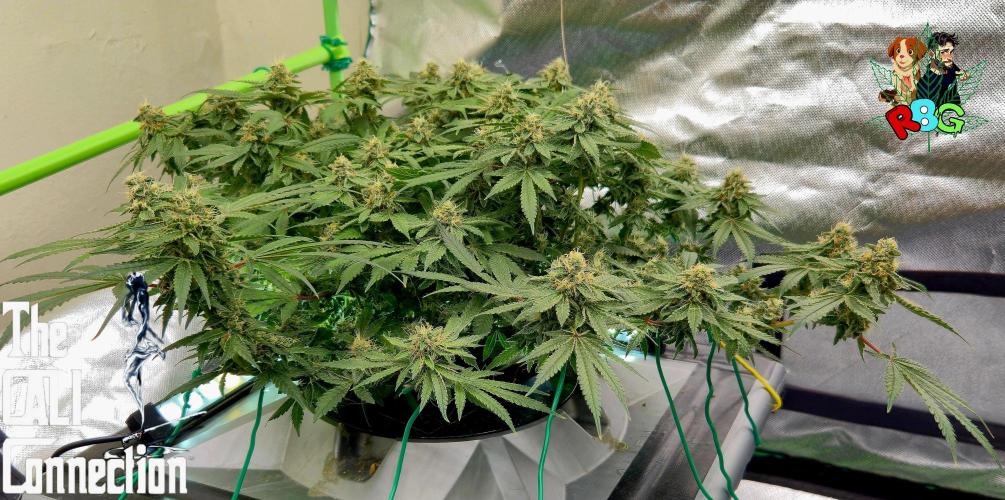 RDWC Cherry Bellini 1st photo grow. Week 14 - Week 14
Flower week 8
Flower day 1