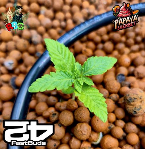 Papaya sherbet ( DWC ). Week 2 - Week 2
Veg day 6