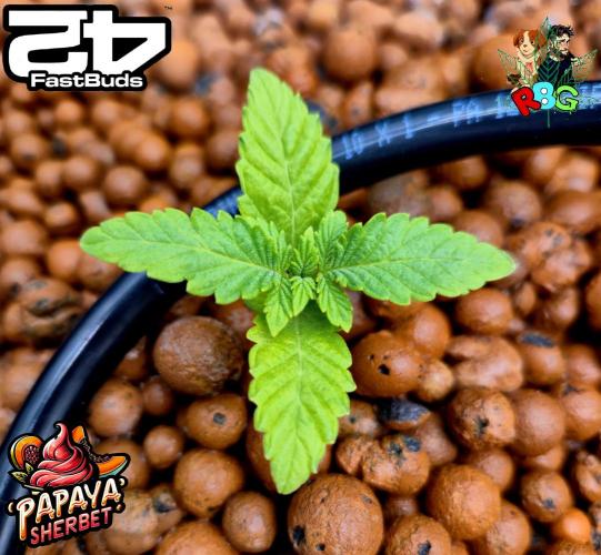 Papaya sherbet ( DWC ). Week 2 - Week 2
Veg day 7