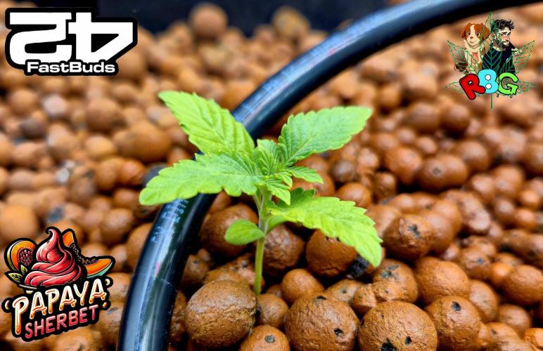 Papaya sherbet ( DWC ). Week 2 - Week 2
Veg day 7