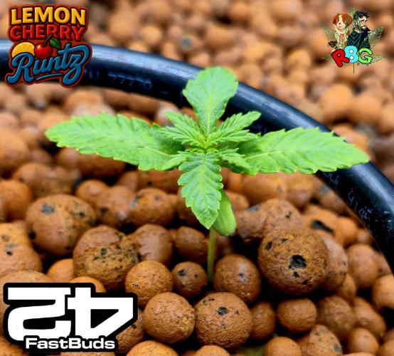 Lemon Cherry Runtz (DWC). Week 2 - Week 2
Veg day 6