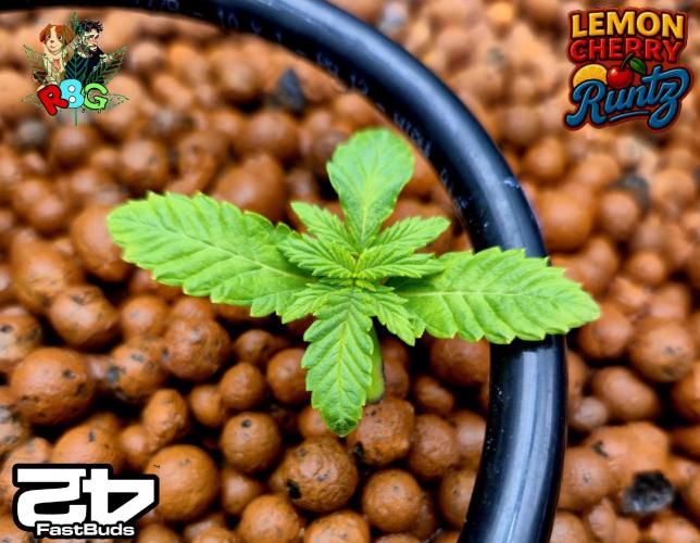 Lemon Cherry Runtz (DWC). Week 2 - Week 2
Veg day 6