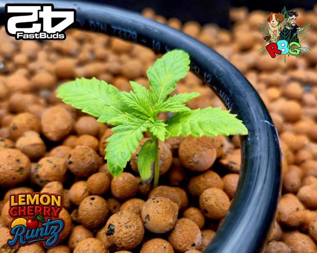 Lemon Cherry Runtz (DWC). Week 3 - Veg week 3 
Veg day 1