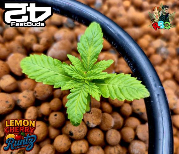 Lemon Cherry Runtz (DWC). Week 3 - Veg week 3 
Veg day 1