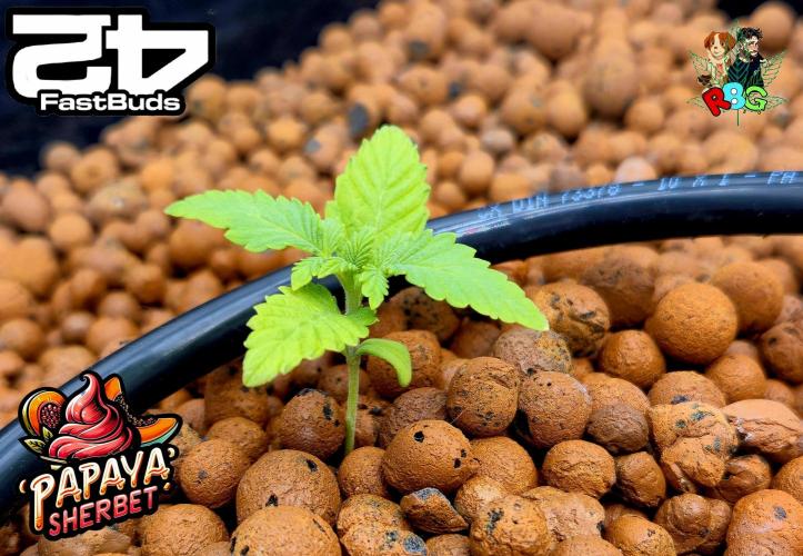 Papaya sherbet ( DWC ). Week 3 - Veg week 3 
Veg day 1