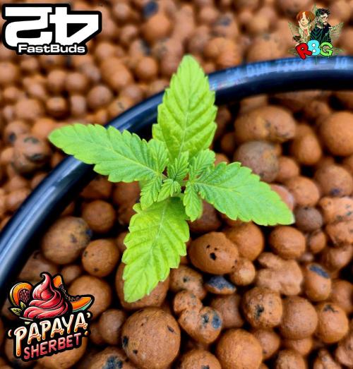 Papaya sherbet ( DWC ). Week 3 - Veg week 3 
Veg day 1