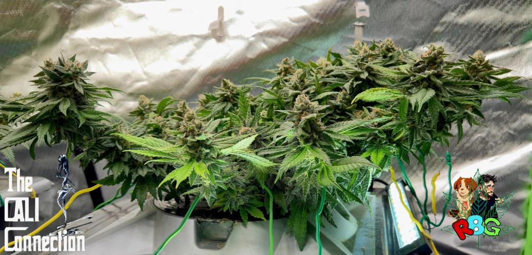 RDWC LA Punch 1st photo grow. Week 14 - Week 14
Flower week 8
Flower day 2