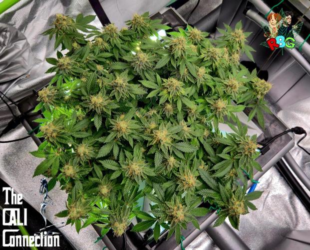 RDWC GRAPE OG 1st photo grow. Week 14 - Week 14
Flower week 8
Flower day 2