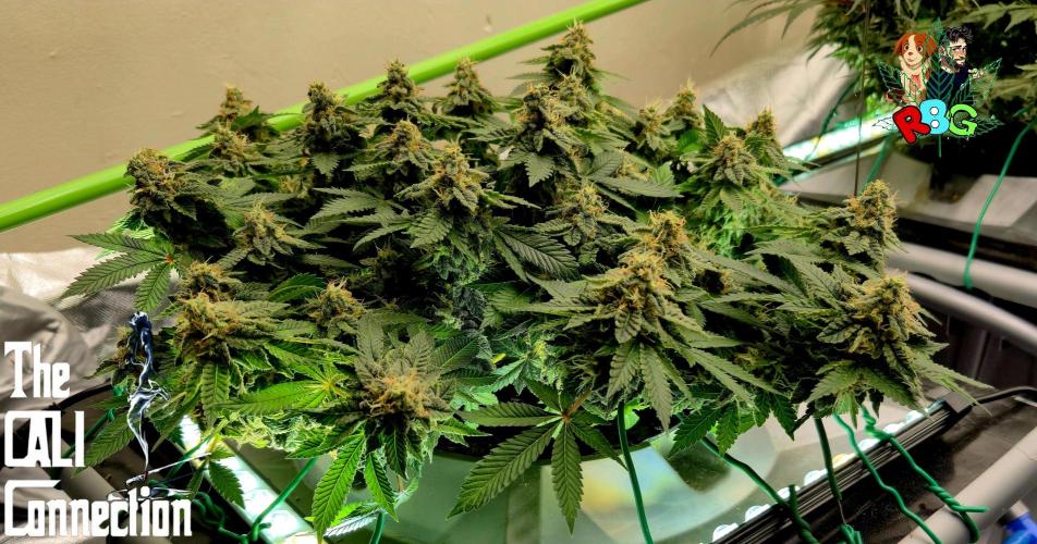 RDWC GRAPE OG 1st photo grow. Week 14 - Week 14
Flower week 8
Flower day 2