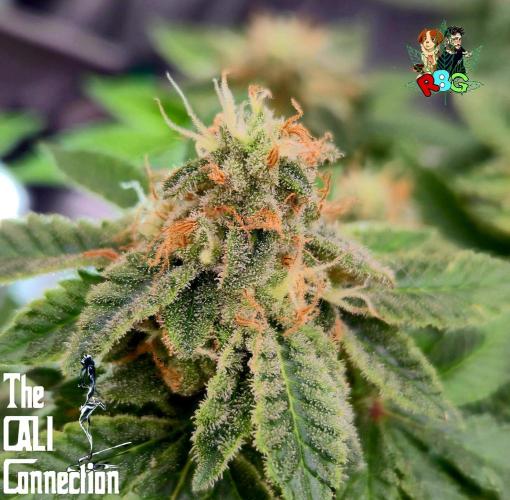 RDWC GRAPE OG 1st photo grow. Week 14 - Week 14
Flower week 8
Flower day 2