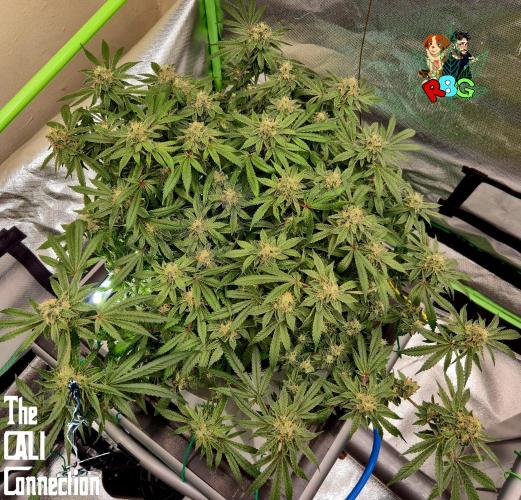 RDWC Cherry Bellini 1st photo grow. Week 14 - Week 14
Flower week 8
Flower day 2