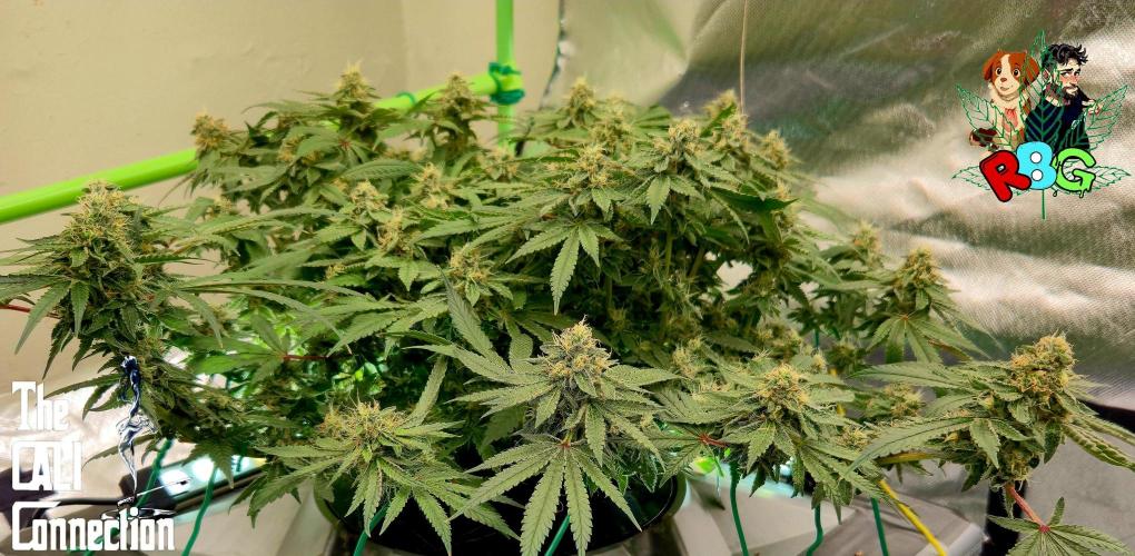 RDWC Cherry Bellini 1st photo grow. Week 14 - Week 14
Flower week 8
Flower day 2