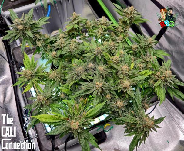 RDWC LA Punch 1st photo grow. Week 14 - Week 14
Flower week 8
Flower day 4