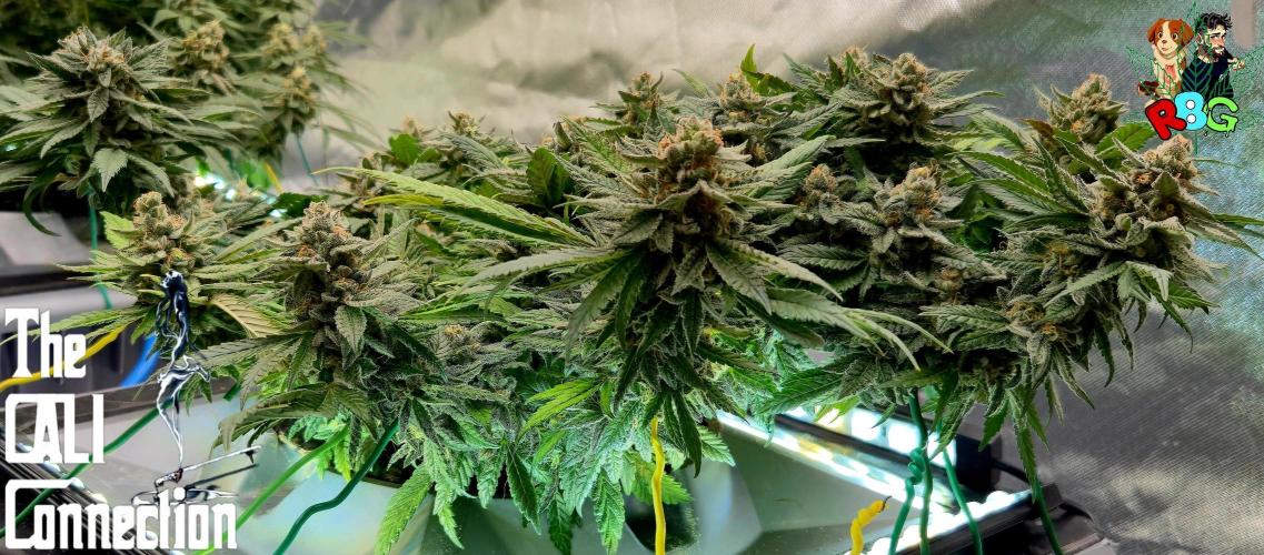 RDWC LA Punch 1st photo grow. Week 14 - Week 14
Flower week 8
Flower day 4