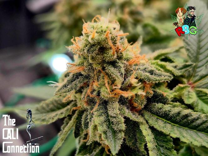 RDWC GRAPE OG 1st photo grow. Week 14 - Week 14
Flower week 8
Flower day 4