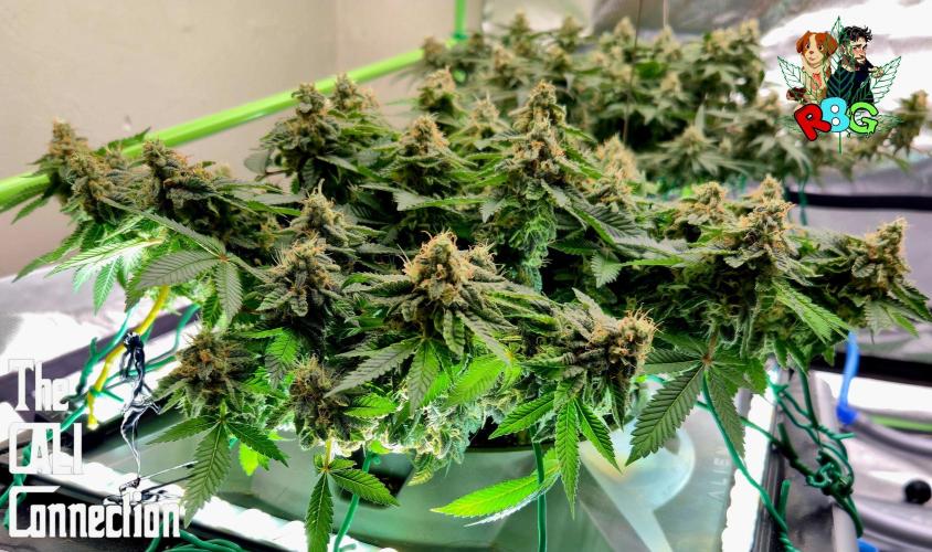 RDWC GRAPE OG 1st photo grow. Week 14 - Week 14
Flower week 8
Flower day 4