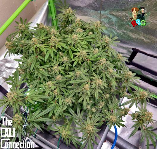 RDWC Cherry Bellini 1st photo grow. Week 14 - Week 14
Flower week 8
Flower day 4