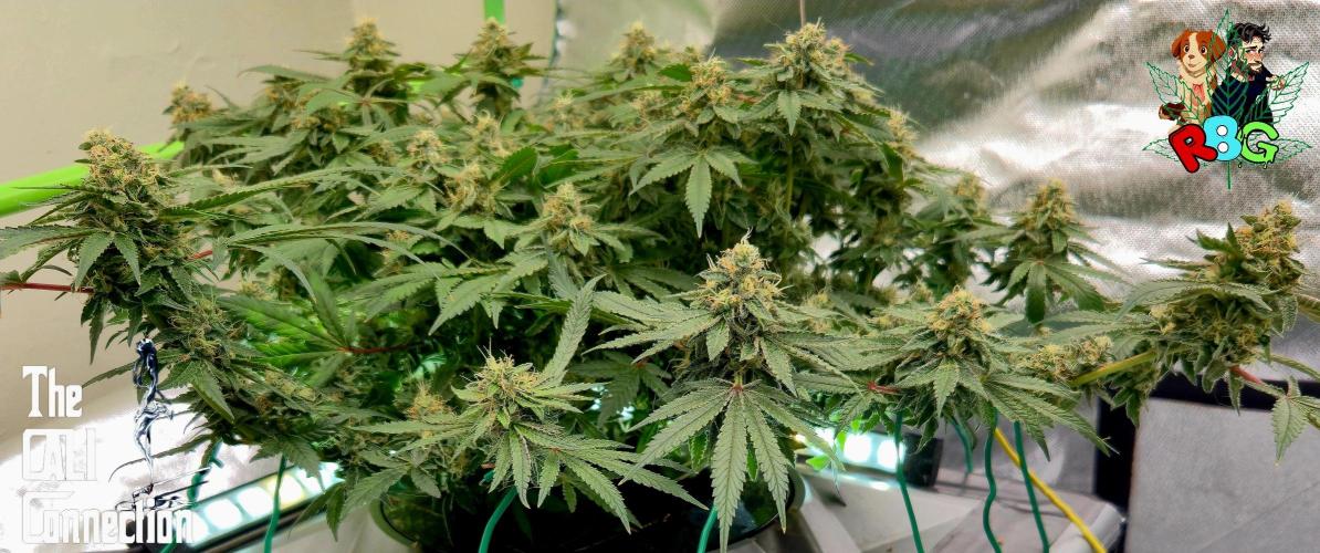 RDWC Cherry Bellini 1st photo grow. Week 14 - Week 14
Flower week 8
Flower day 4